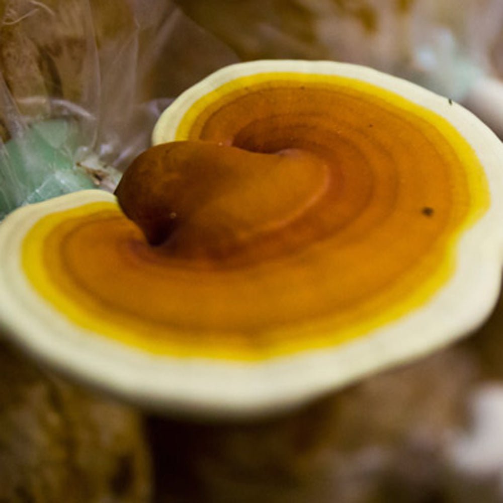 yellow golden reishi mushroom